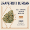 Grapefruit Durban