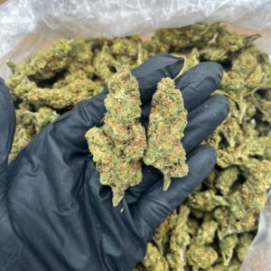 Sherbert King strain