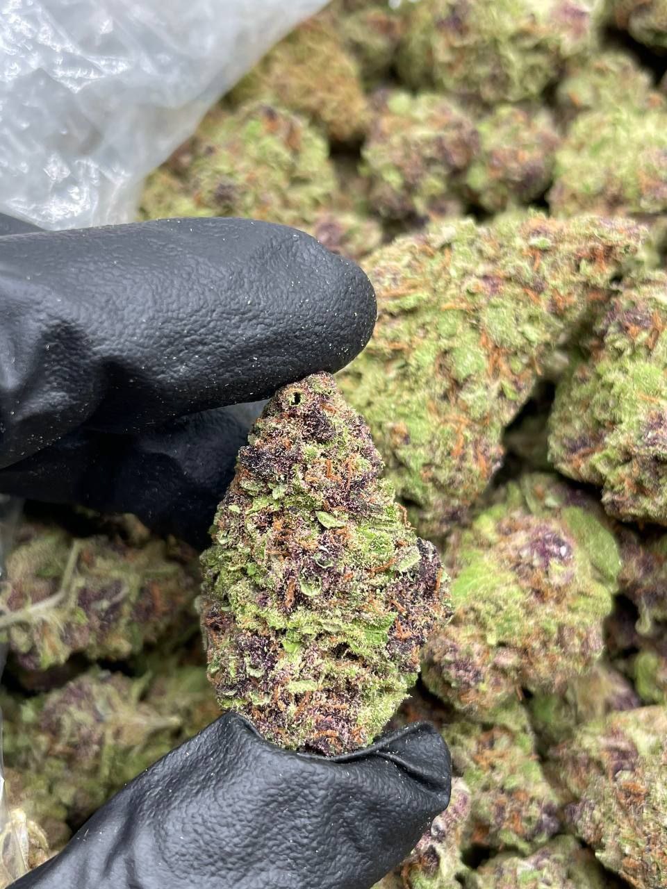 Tropaya Punch Strain