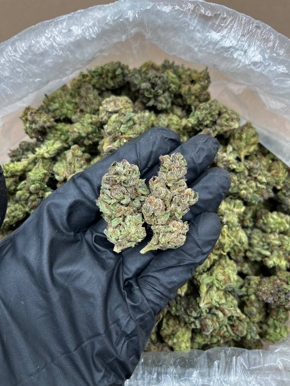 White Cherry Pie Strain